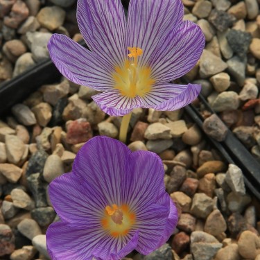 Crocus cappadocius
