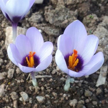 Crocus mathewii 'Pink Princess'