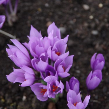 Crocus pallassii 'Ariasos'