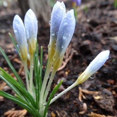 Crocus danfordiae