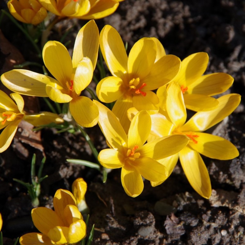 Crocus gembosii 'Golden Delight' Crocus gembosii 'Golden Delight'