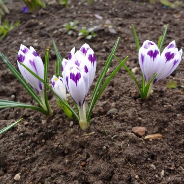 Crocus heuffelianus 'Snow Princess'
