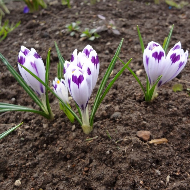 Crocus heuffelianus 'Snow Princess'