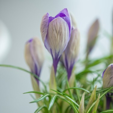 Crocus heuffelinianus subsp. scepusiensis