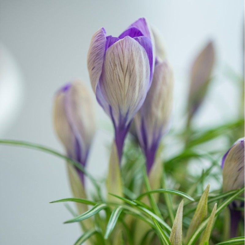 Crocus heuffelinianus subsp. scepusiensis
