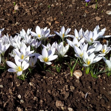 Crocus nevadensis