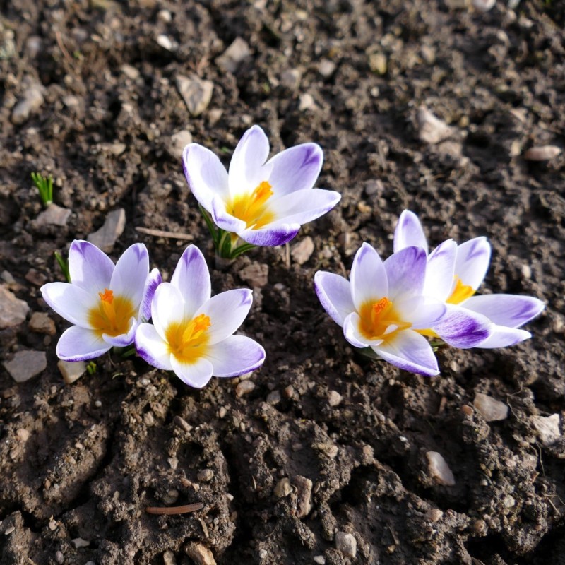 Crocus sieberi 'Chiara'