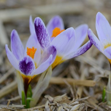 Crocus sieberi 'Ronald Ginns'