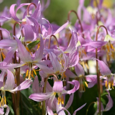 Erythronium revolutum 'Pink Beauty'