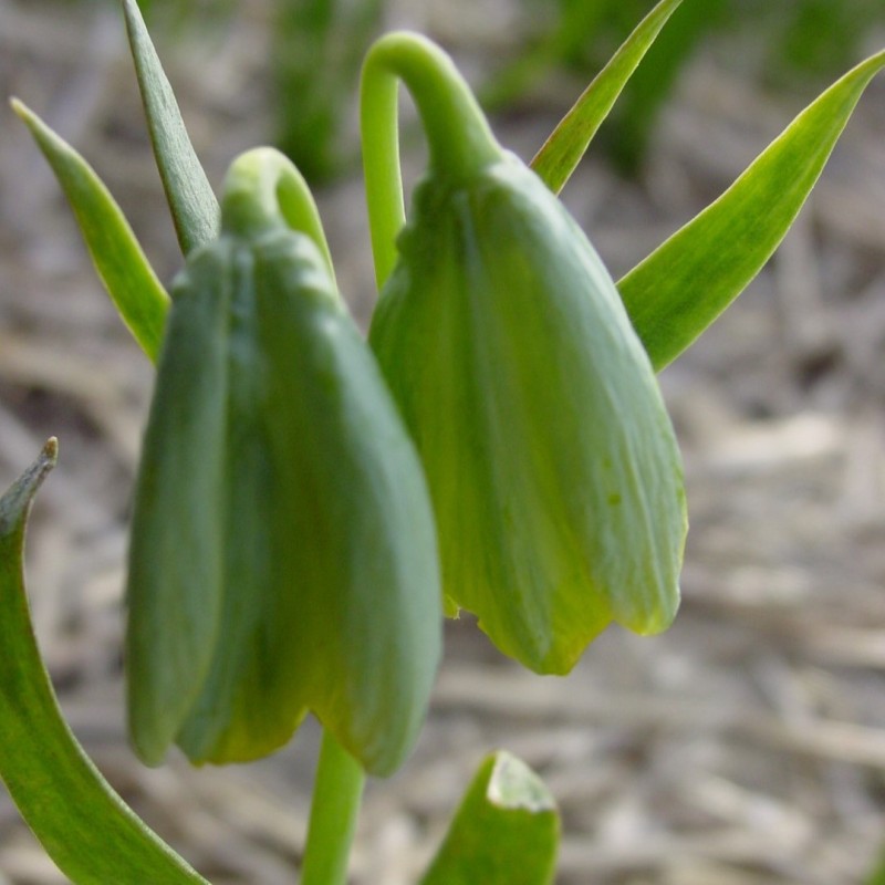 Fritillaria bithynica Fritillaria bithynica