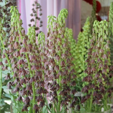 Fritillaria persica 'Minaret'