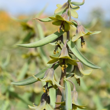 Fritillaria sewerzowii 'Green Eyes'