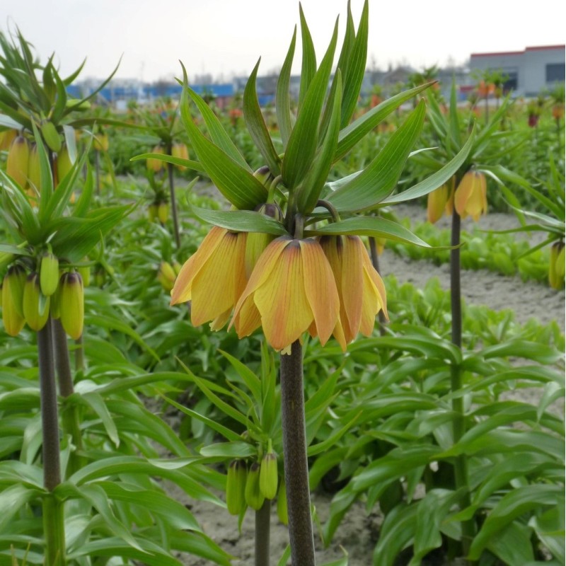 Fritillaria 'Paradise Beauty'