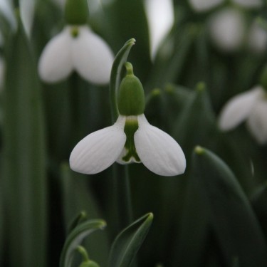 Galanthus 'Beluga'