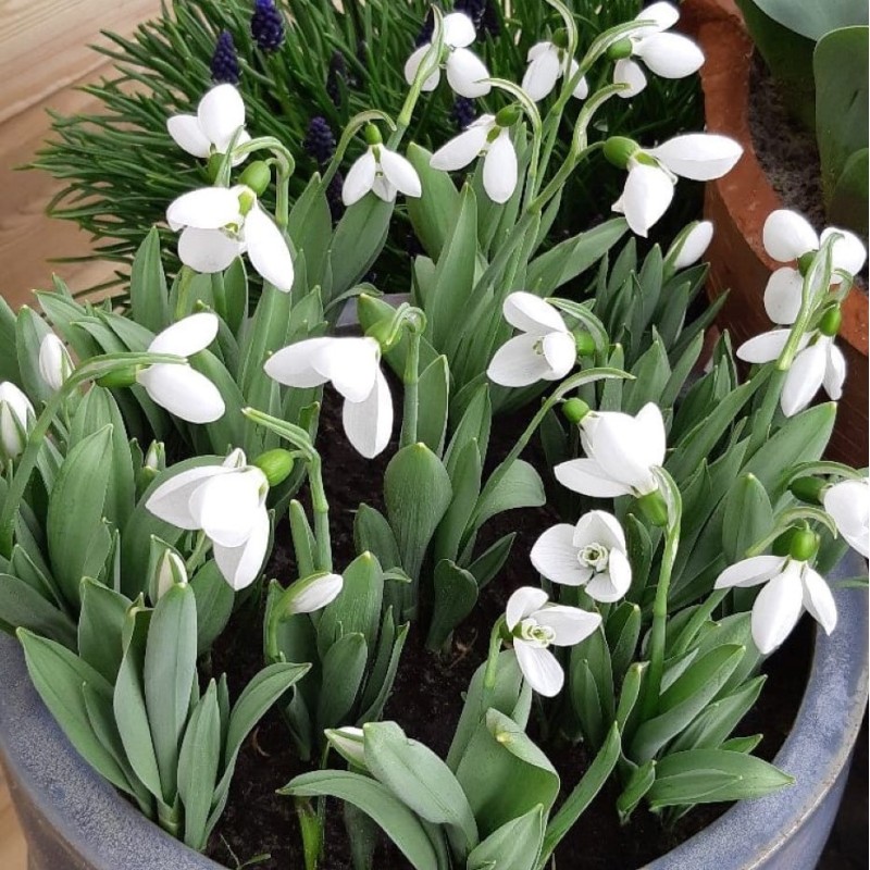 Galanthus 'Polar Bear'