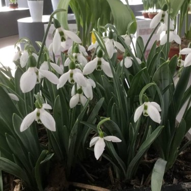 Galanthus 'Snow Fox'