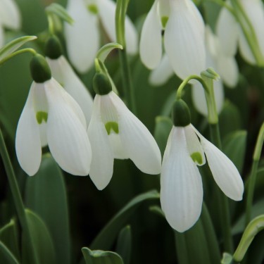 Galanthus 'Mount Everest'