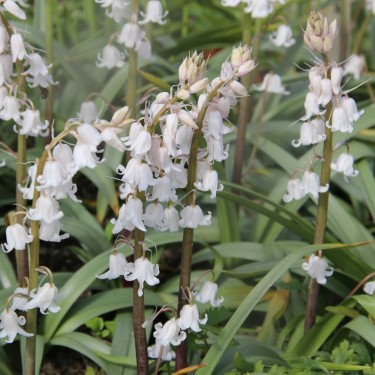 Hyacinthoides x massartiana 'Meike'
