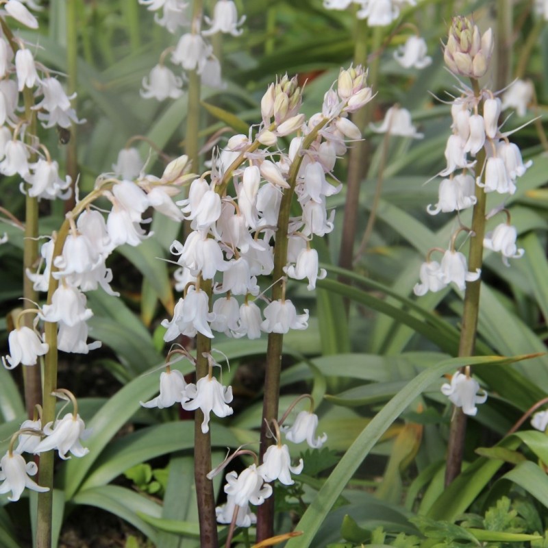 Hyacinthoides x massartiana 'Meike'
