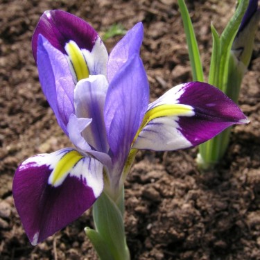 Iris kolpakowskiana