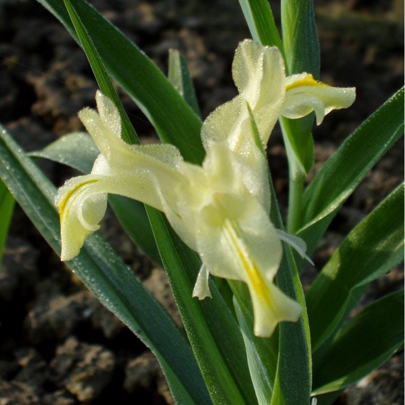 Iris pseudocapnoides