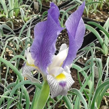 Iris schelkownikowii