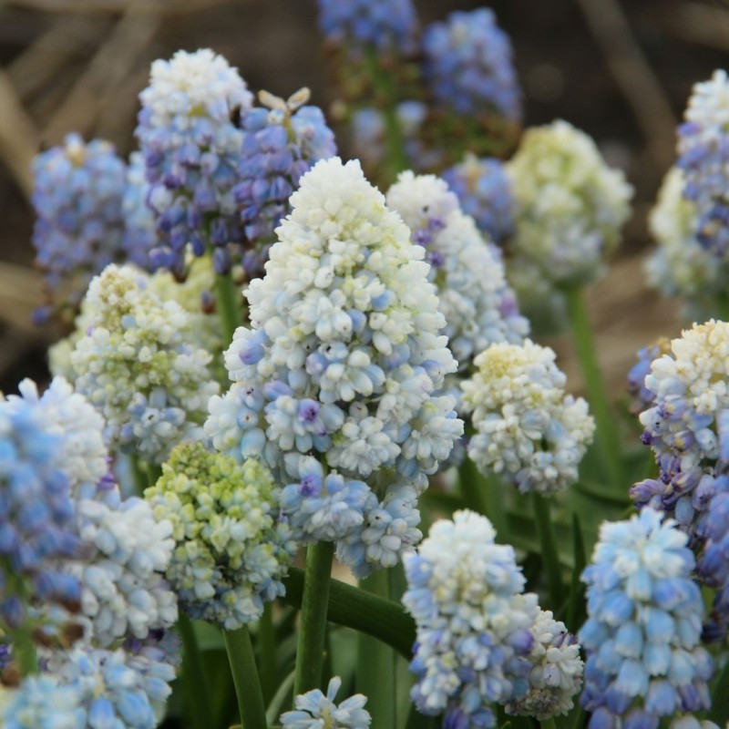 Muscari 'Nature's Beauty'