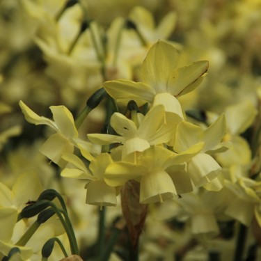 Narcissus 'Moonlight Sensation'