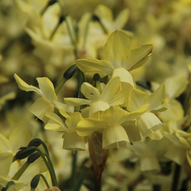 Narcissus 'Moonlight Sensation'
