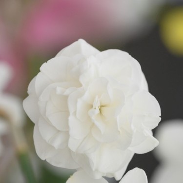 Narcissus 'Santa Claus'