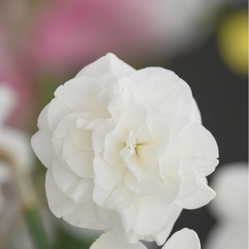 Narcissus 'Santa Claus'