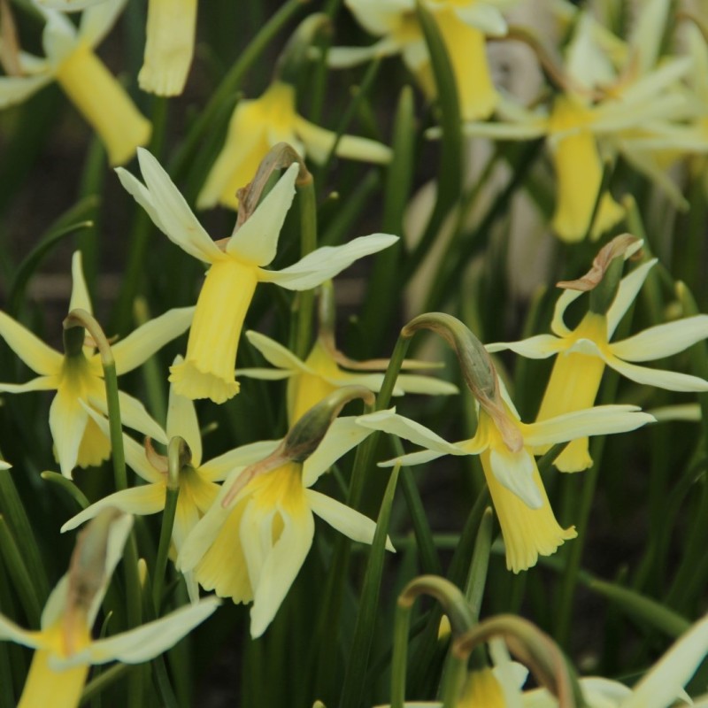 Narcissus 'Snipe'