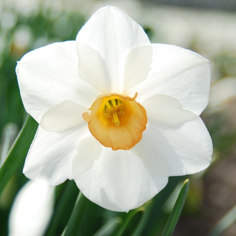 Narcissus 'Sophie Girl'