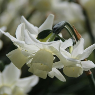 Narcissus 'Starlight Sensation'