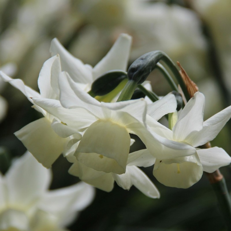 Narcissus 'Starlight Sensation'