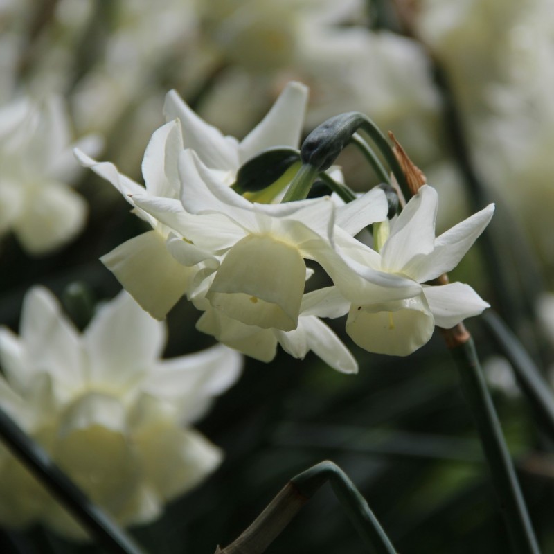 Narcissus 'Starlight Sensation'
