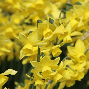 Narcissus 'Sunlight Sensation'