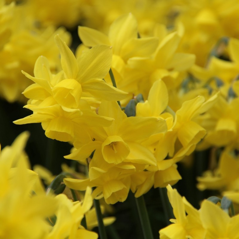 Narcissus 'Sunlight Sensation'