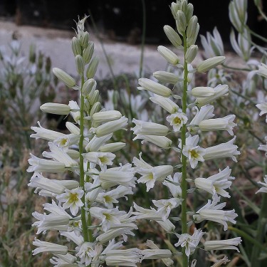 Ornithogalum dipcadiflorum