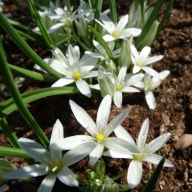 Ornithogalum schmalhausenii