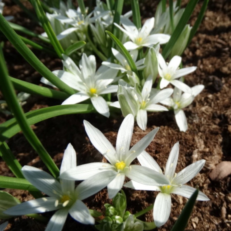 Ornithogalum schmalhausenii