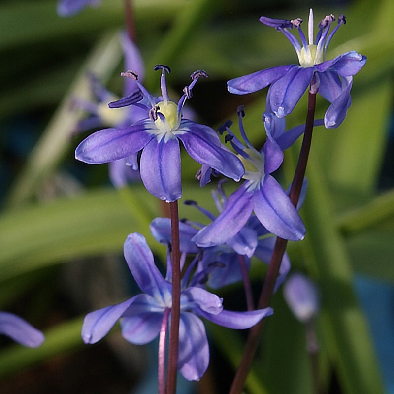 Scilla amoena