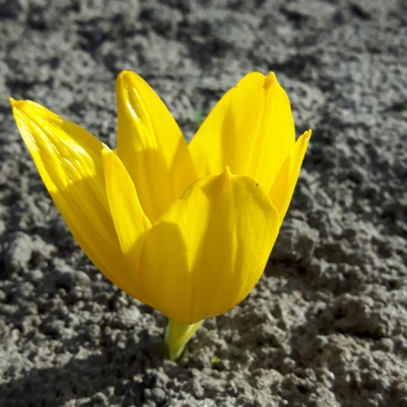 Sternbergia clusiana