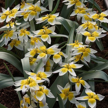 Tulipa bifloriformis 'Starlight'