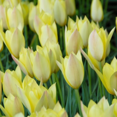 Tulipa 'Honky Tonk'