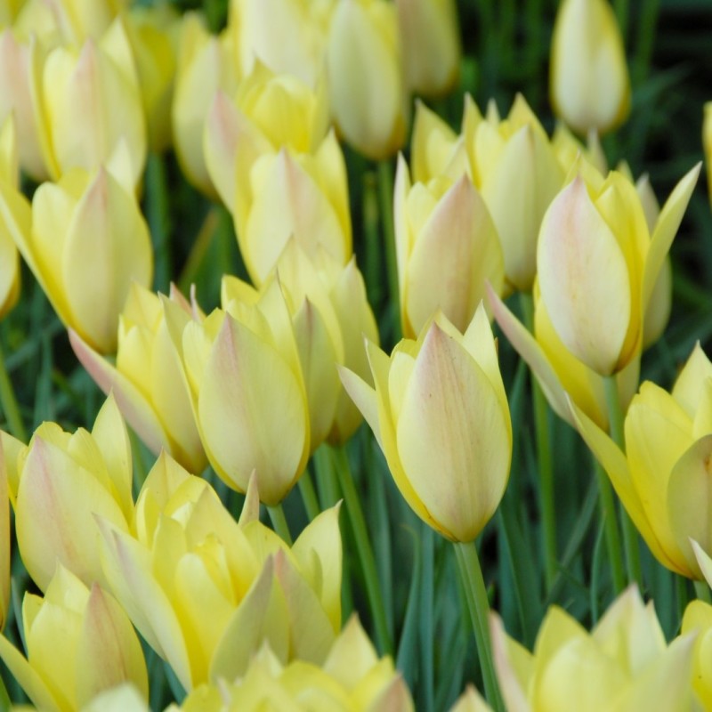 Tulipa 'Honky Tonk'