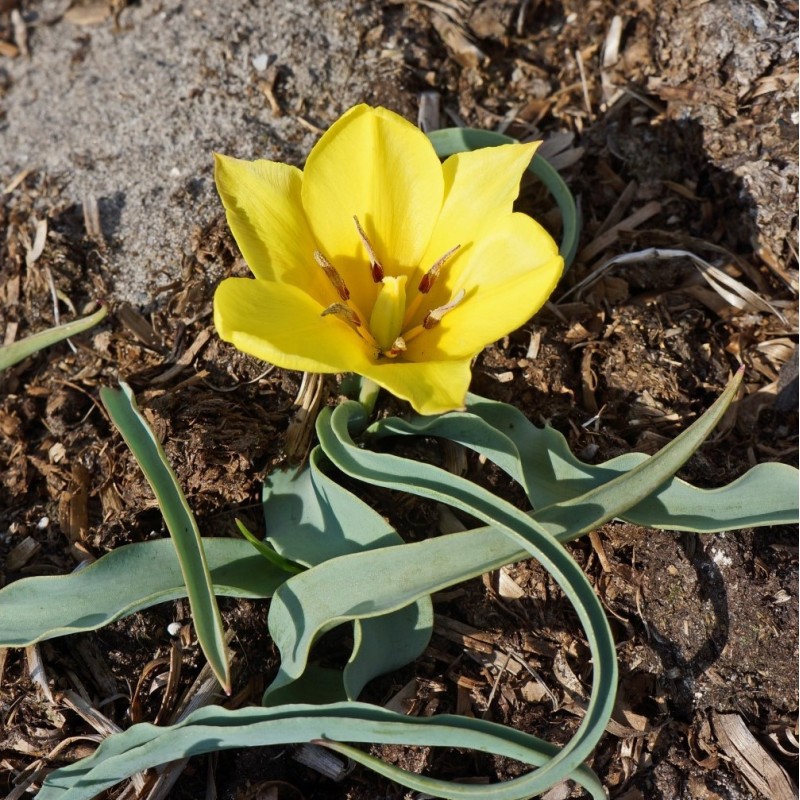 Tulipa lemmersii