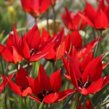 Tulipa 'Lizzy'