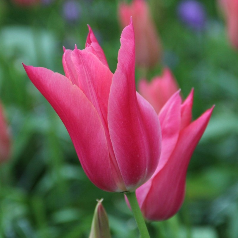 Tulipa 'Mariette'