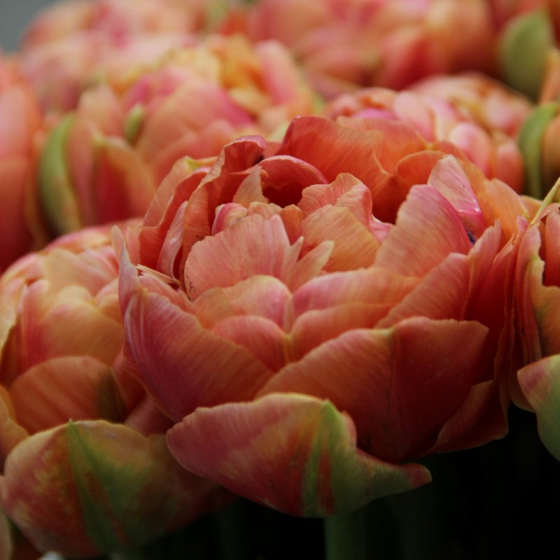Tulipa 'Copper Image'